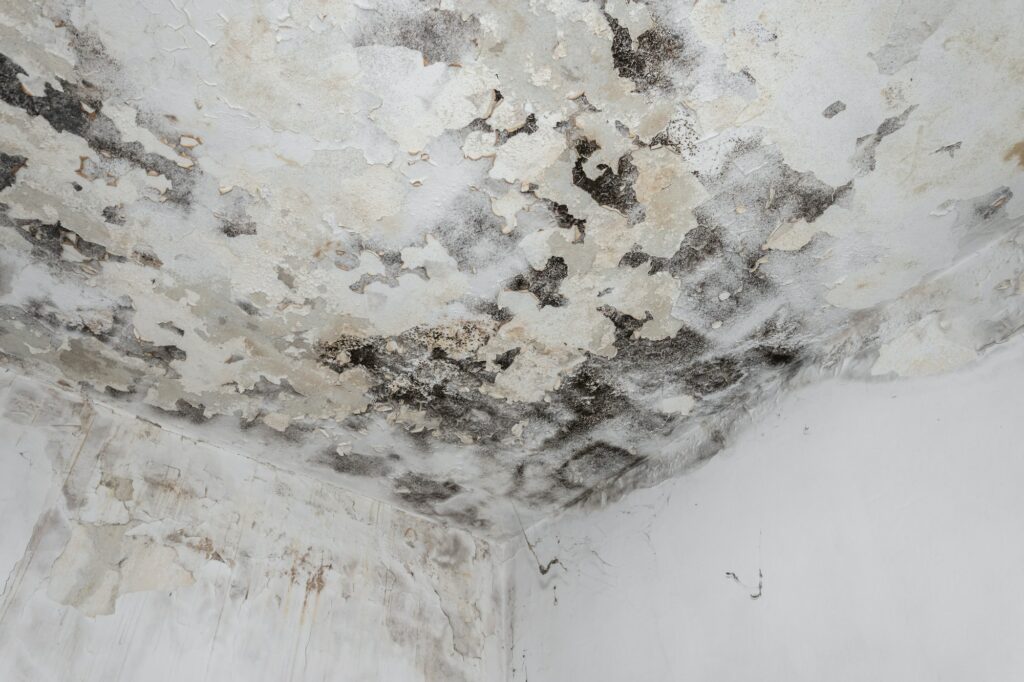 Moss and Mold spots on the ceiling